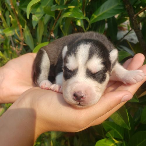 Chiots pomsky à réserver #2