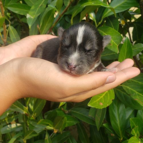 Chiots pomsky à réserver #4
