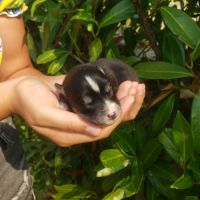 Chiots pomsky à réserver #5