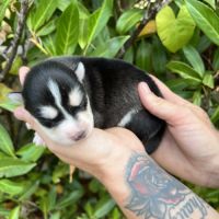 Chiots pomsky à réserver