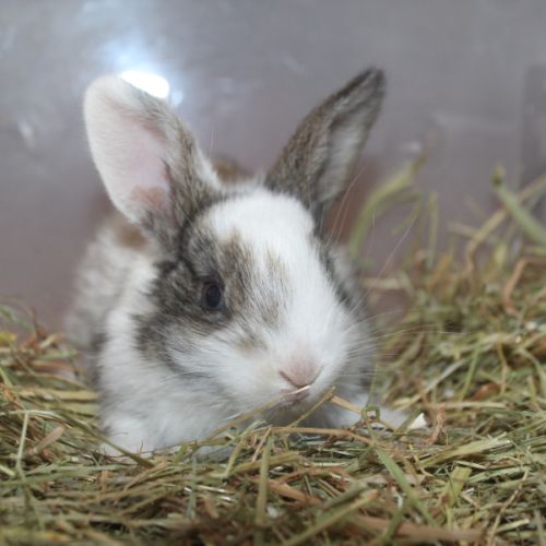 Lapin de clapier type papillon #0