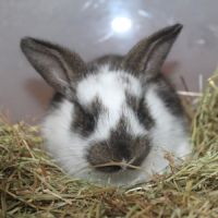 Lapin de clapier type papillon #1
