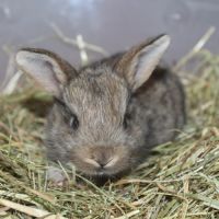 Lapin de clapier type papillon #3