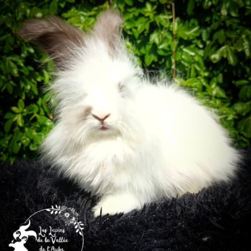 Lapin angora anglais #1