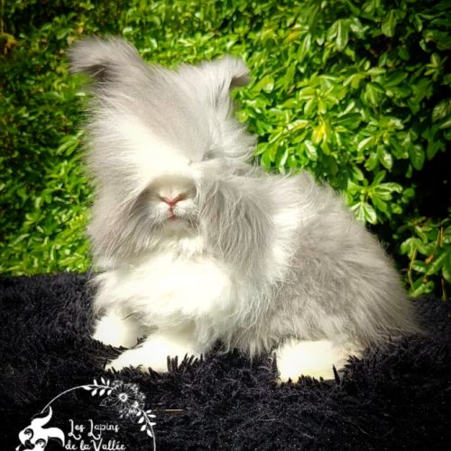 Lapin angora anglais #0