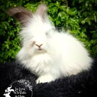 Lapin angora anglais #1