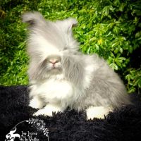 Lapin angora anglais