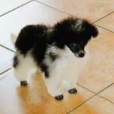 Caniches nain toy et plus petit encore #4