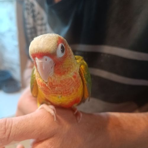 Conures eam