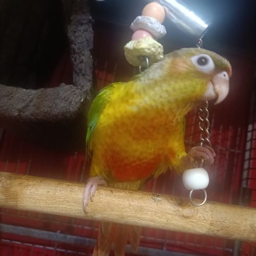 Conures eam #2