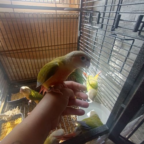 Conures eam #3
