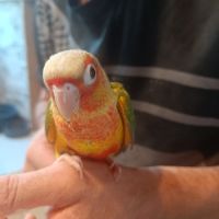 Conures eam
