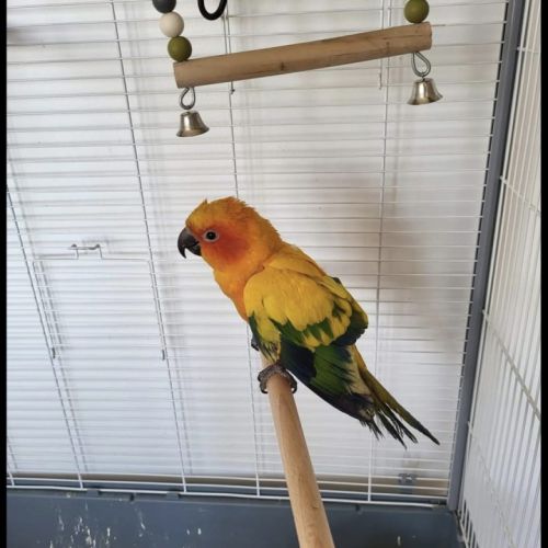 Conure soleil à vendre #4