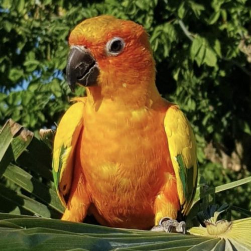 Conure soleil à vendre #5