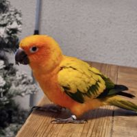 Conure soleil à vendre #3