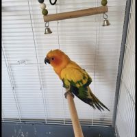 Conure soleil à vendre #4
