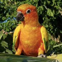 Conure soleil à vendre #5