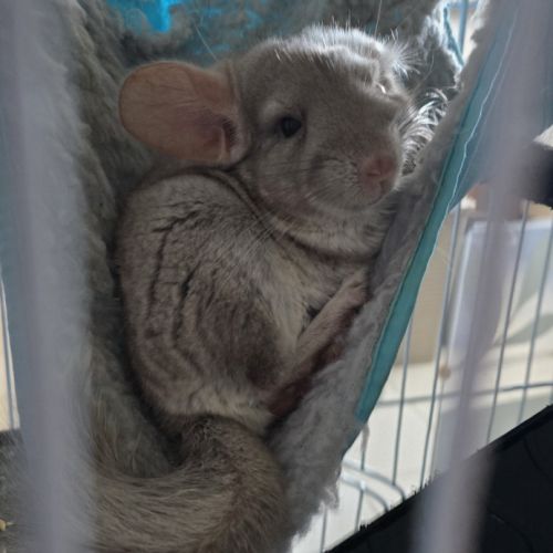 Jeune femelle chinchilla beige