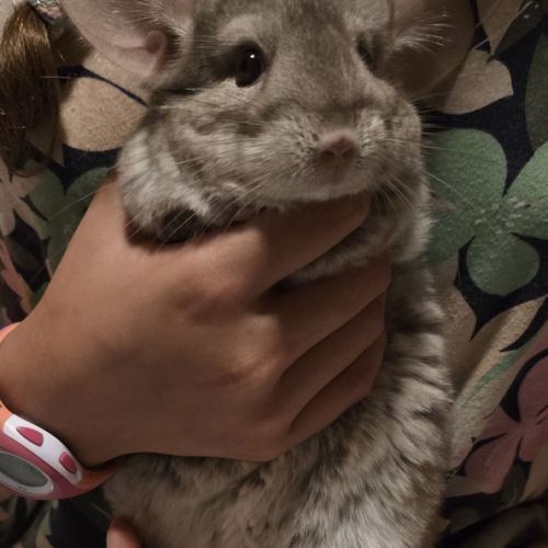 Jeune femelle chinchilla beige