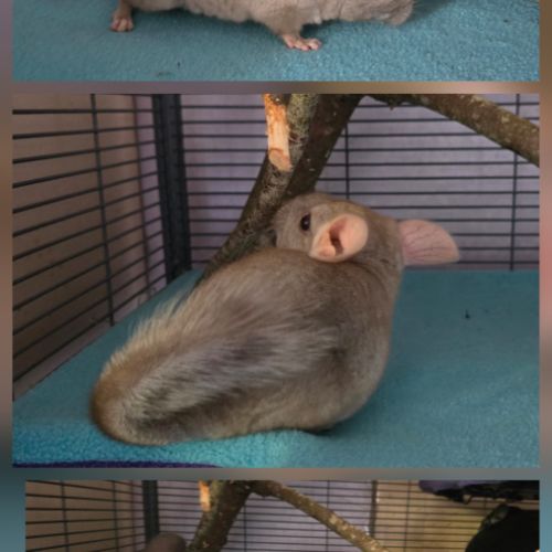 Jeunes chinchillas à adopter #2