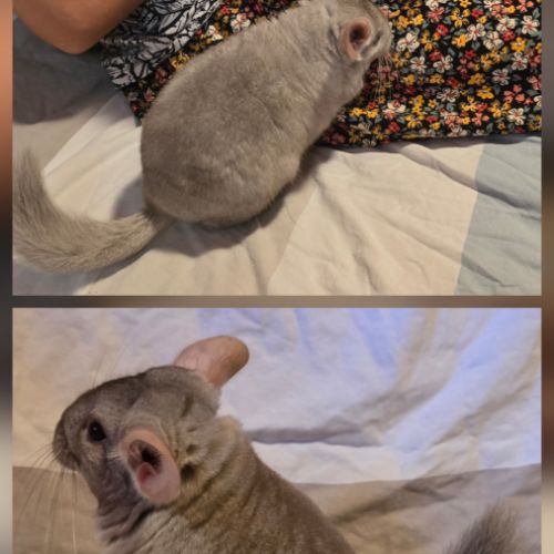 Jeunes chinchillas à adopter #4