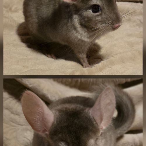 Jeune chinchilla à adopter