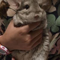 Jeune femelle chinchilla beige