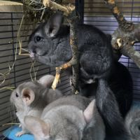 Jeunes chinchillas beiges et standards à adopter