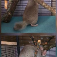 Jeunes chinchillas à adopter #3