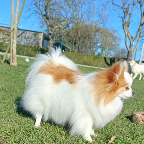 Spitz nain #1