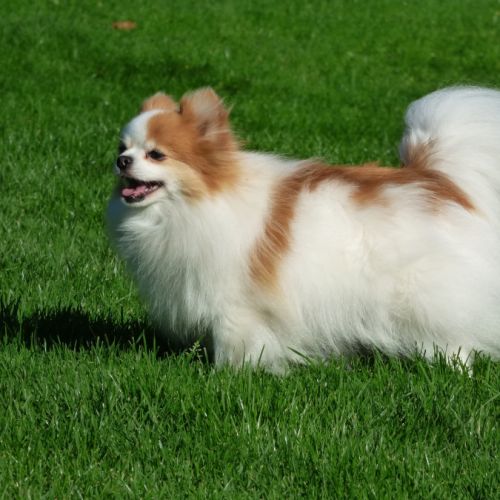 Spitz nain #2
