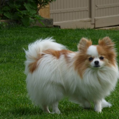 Spitz nain