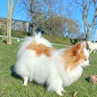 Spitz nain #1