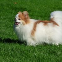 Spitz nain #2