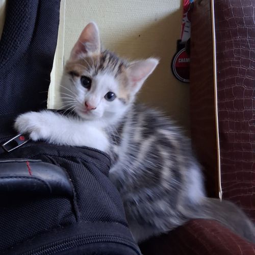 Chaton femelle