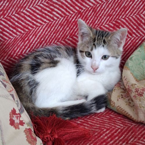 Chaton femelle