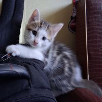 Chaton femelle