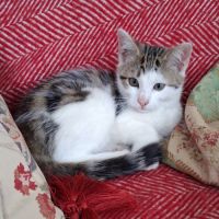 Chaton femelle