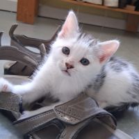 Chaton femelle