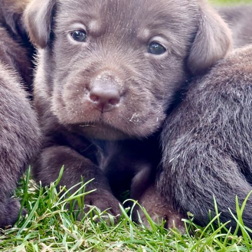 Chiots lof labrador chocolat à réserver  fin août