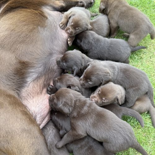 Chiots lof labrador chocolat à réserver  fin août #4
