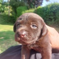 Chiots lof labrador chocolat à réserver  fin août #2