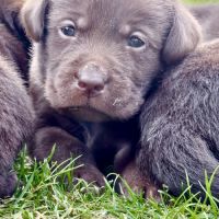 Chiots lof labrador chocolat à réserver  fin août #0