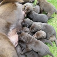 Chiots lof labrador chocolat à réserver  fin août #4