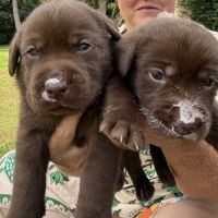 Chiots lof labrador chocolat à réserver  fin août #5