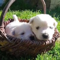 Superbes chiots westie lof
