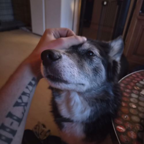 Kiara, croisée border x husky à l'adoption #1