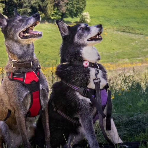 Kiara, croisée border x husky à l'adoption #3