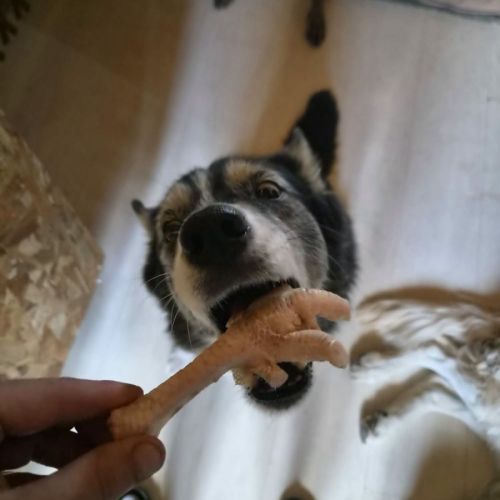 Kiara, croisée border x husky à l'adoption #4