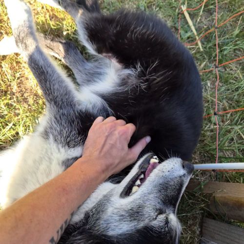 Kiara, croisée border x husky à l'adoption #5